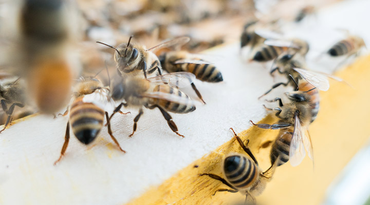 Hive Home's Rest API